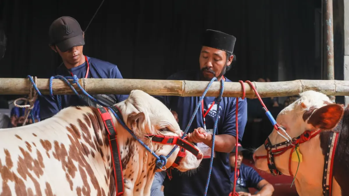 Kontes Sapi APPSI Jateng Season 3 di Wonoland, Kabupaten Wonosobo, Sabtu, 25 April 2026.