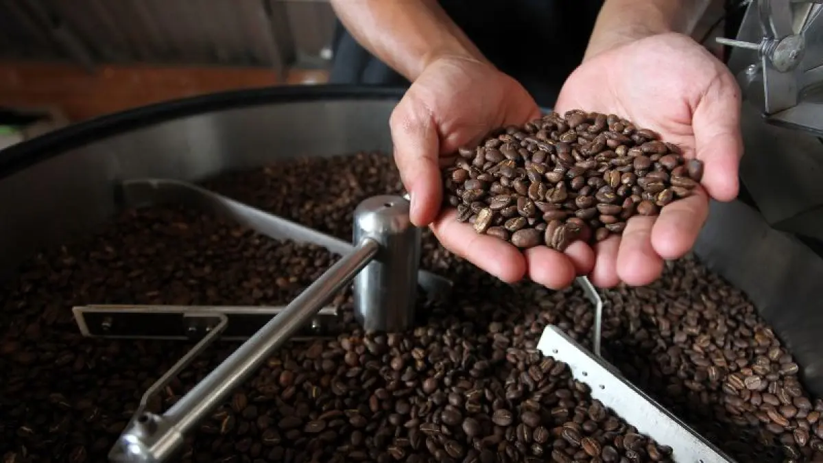 Hasil olahan kopi dari perkebunan kopi di lereng Merapi, Sleman. Potensi lahan perkebunan kopi diperkirakan mencapai dua ribu hektare yang dapat membuka peluang pengembangan budi daya, sekaligus mendukung konservasi dan pariwisata. (Guntur Aga Tirtana/Radar Jogja)