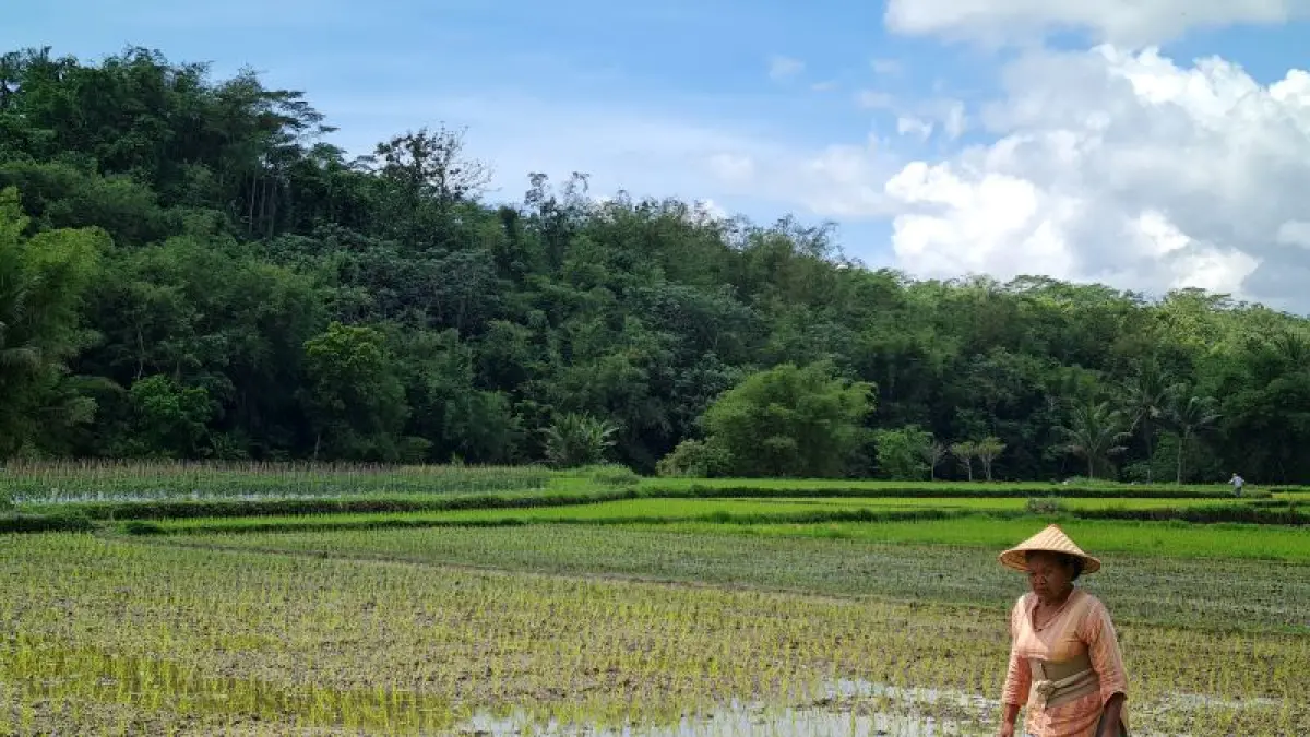 MASA TANAM: Petani di Kabupaten Magelang saat mengecek padi yang baru saja ditanam. (NAILA&nbsp;NIHAYAH/RADAR JOGJA)