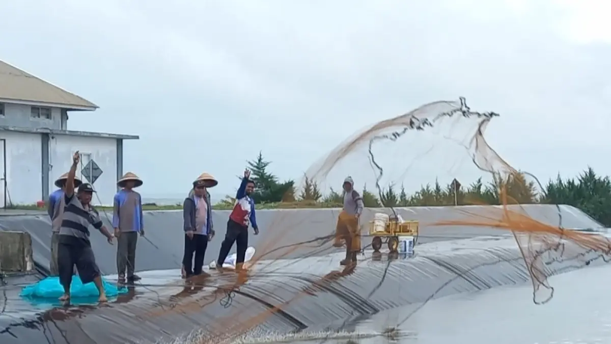 Pekerja sedang melakukan panen udang secara parsial di lokasi Budidaya Udang Berbasis Kawasan (BUBK) masuk Desa Tegalretno, Kecamatan Petanahan. (M Hafied/Radar Jogja)