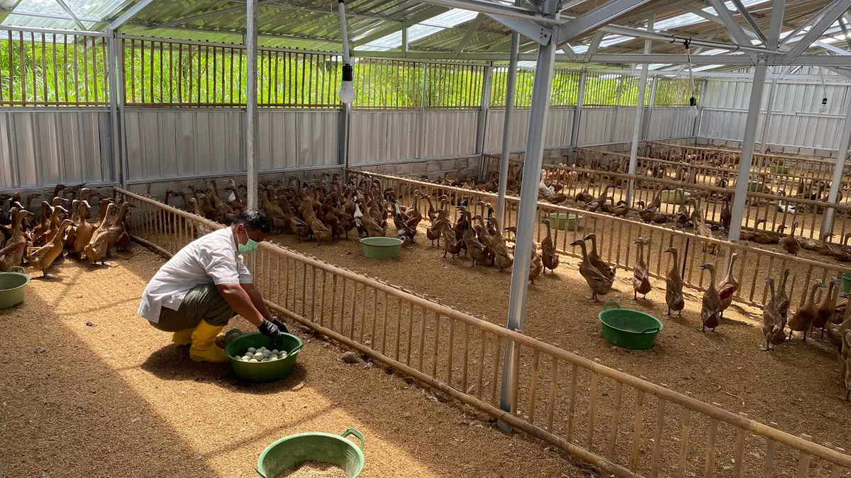 Pemkal Madurejo, Prambanan mulai raup untung dari pemberdayaan warga sekitar melalui BumKal

&nbsp;

&nbsp;



