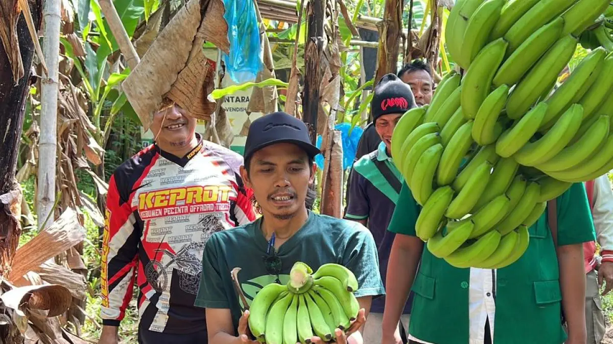 Ketua Pengurus Cabang (PC) GP Ansor Kebumen Ahmad Amin Mustofa menunjukkan hasil panen raya pisang Cavendish yang dibudidaya kader Ansor Kecamatan Pejagoan. (M Hafied/Radar Jogja)