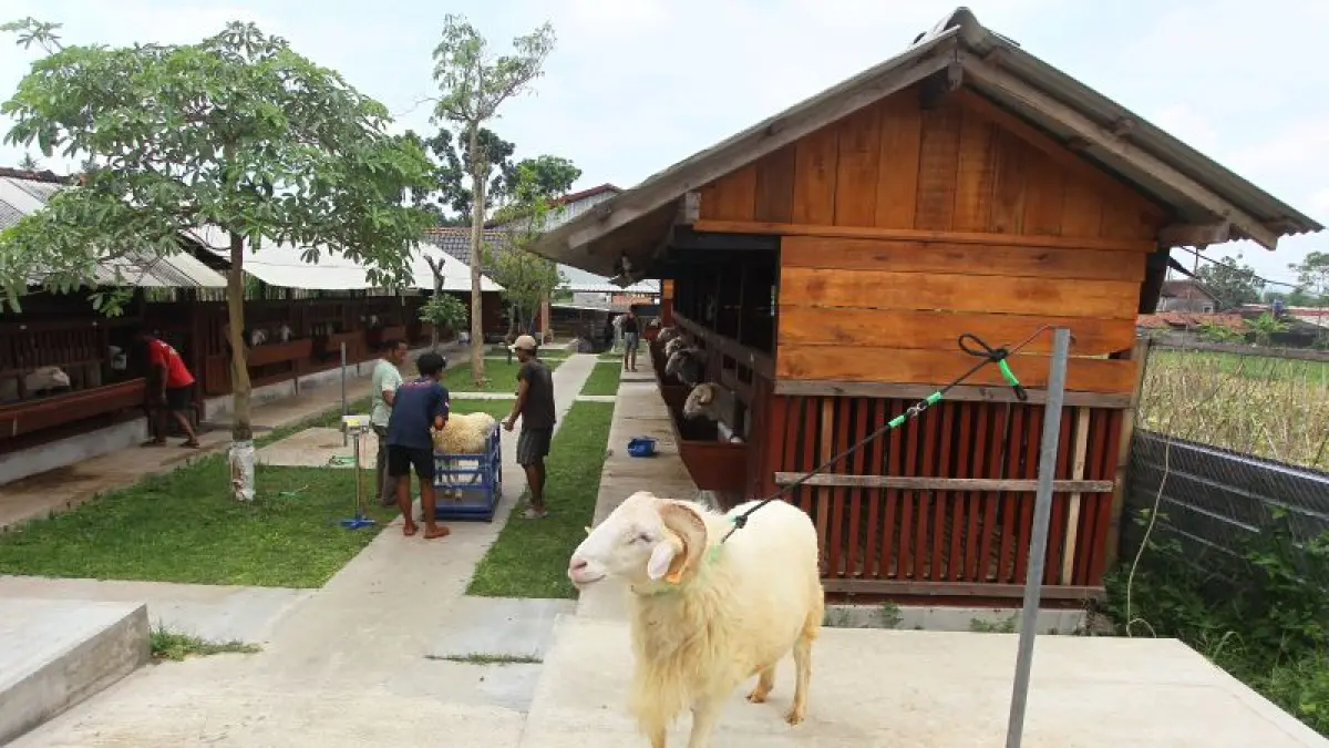STOK AMAN: Ketersediaan kambing di Kabupaten Sleman cukup uuntuk memenuhi kebutuhan kurban. Hanya saja, hal ini tidak berlaku untuk sapi dan domba. (GUNTUR AGA TIRTANA/RADAR JOGJA)