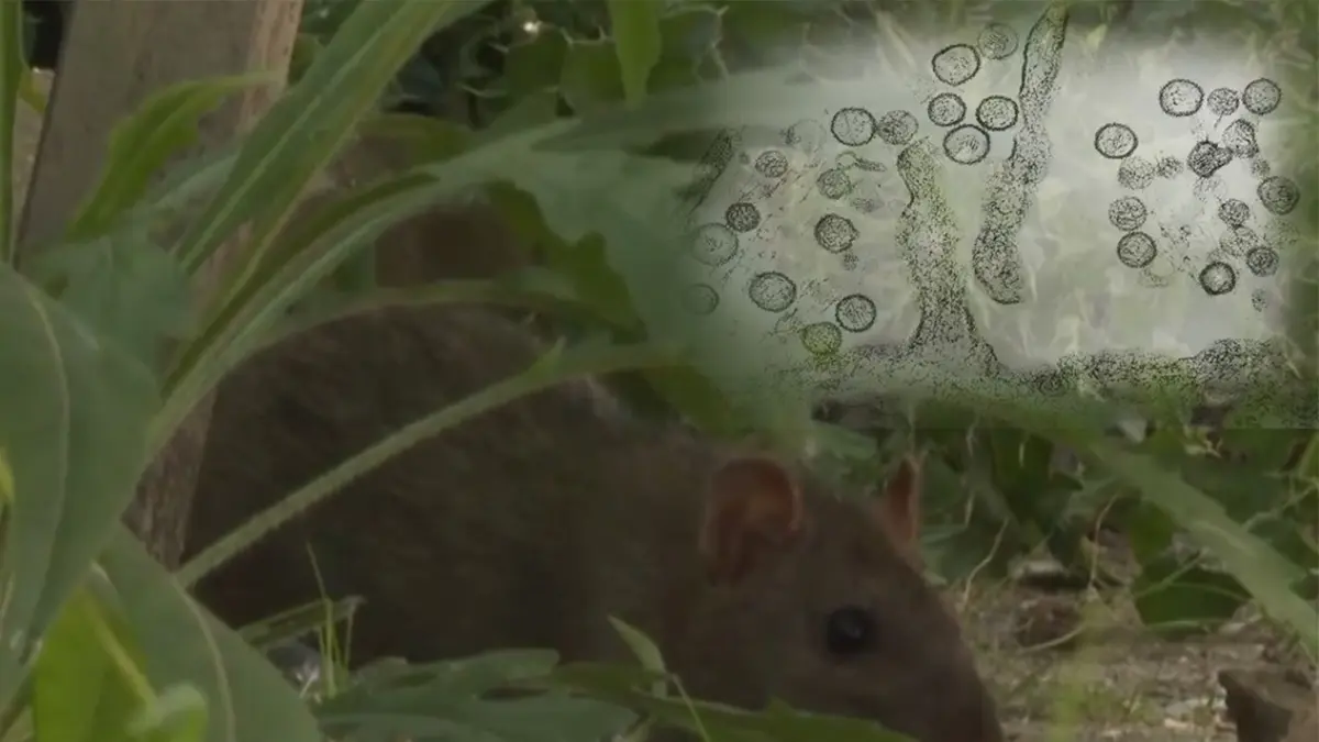 Tikus dapat menjadi penyebab virus hanta. (Kolase AP News)