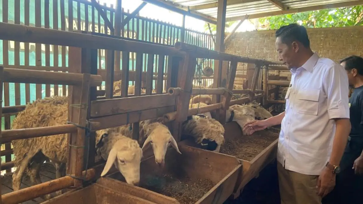 PANTAUAN: Wakil Bupati Bantul Aris Suharyanta sedang mengecek ketersediaan domba di Peternakan Pak Ar Farm Rabu (6/5). (Cintia&nbsp;Yuliani/Radar Jogja)