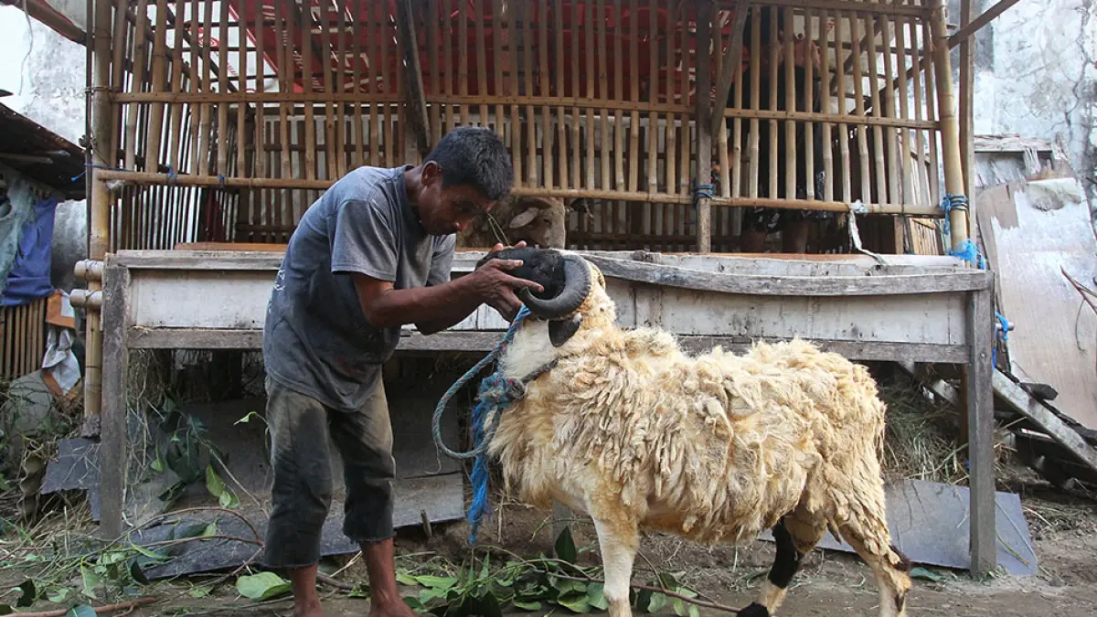 IMPOR DAERAH LAIN: Warga memberi pakan kambing yang akan dijual sebagai hewan kurban di Saragan, Pandowoharjo, Sleman, kemarin (7/5). Ketersediaan hewan kurban di DIJ masih belum mencukupi kebutuhan Idul Adha, sehingga Pemprov DIJ akan menambah pasokan dari luar daerah.  Guntur Aga Tirtana/Radar Jogja
