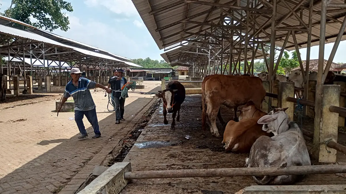Hingga April ini puluhan laporan kematian ternak yang masuk ke Dinas Pertanian dan Pangan Gunungkidul terdiri atas 41 sapi dan 12 kambing.&nbsp;Yusuf Bastiar/Radar Jogja
