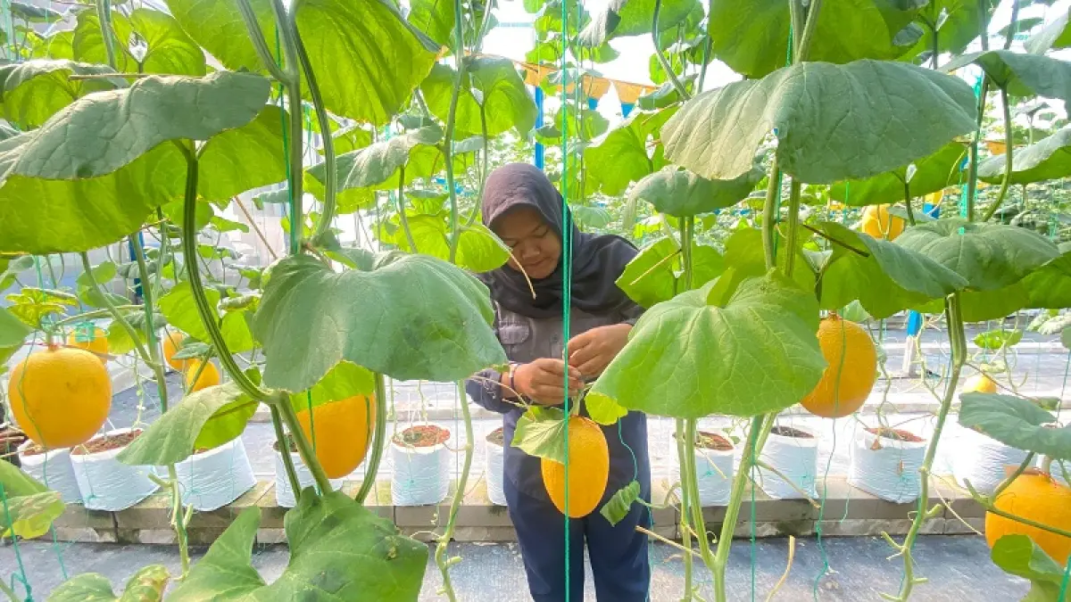 INOVATIF: Salah satu siswa SMK N 1 Pandak sedang memetik buah melon yang berada di greenhouse tempat budi daya Kamis (7/5/2026). Cintia&nbsp;Yuliani/Radar Jogja