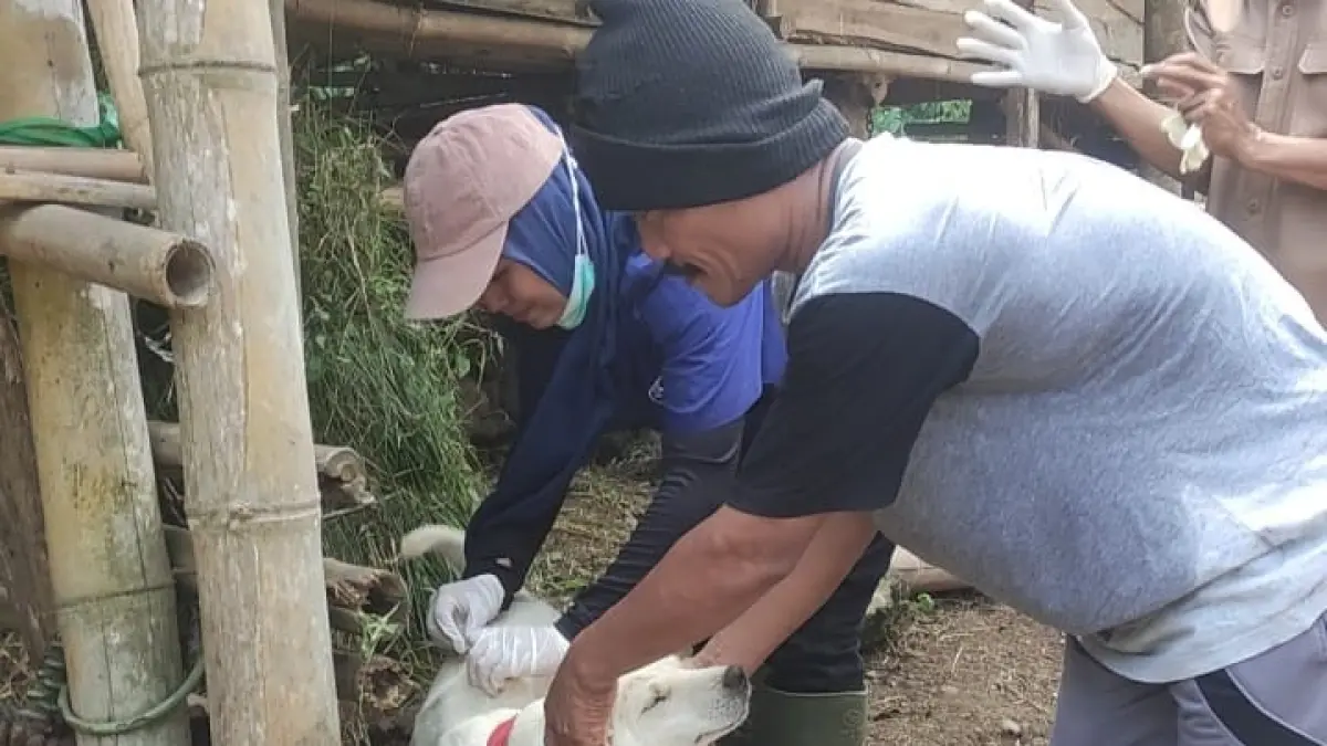 Tim Pusat Kesehatan Hewan (Puskeswan) Karanganyar melakukan vaksinasi anti rabies setelah muncul kasus gigitan anjing di Desa Kalirejo, Kecamatan Karanggayam.(Dokumentasi Distapang Kebumen)