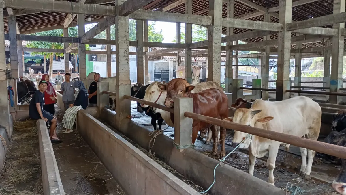 Suasana di kandang ternak UD Segar Farm di Kelurahan Pakuncen, Wirobrajan, Kota Jogja, Jumat (8/5/2026). Penjualan sapi diprediksi turun tahun ini. (iwan nurwanto/radar jogja)