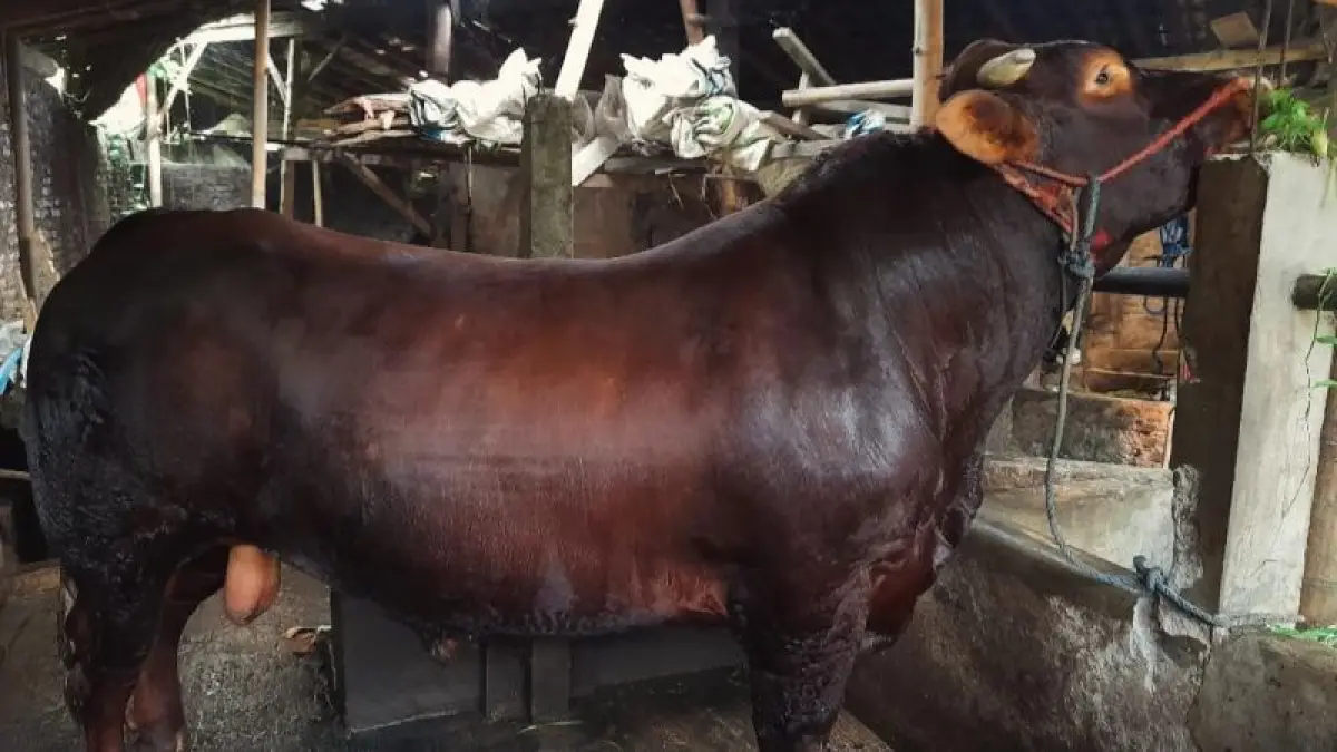 BERBOBOT: Sapi milik Kasidi diusulkan kembali untuk mengikuti program bantuan masyarakat (banmas) dari Presiden RI. (Dokumentasi Kasidi)