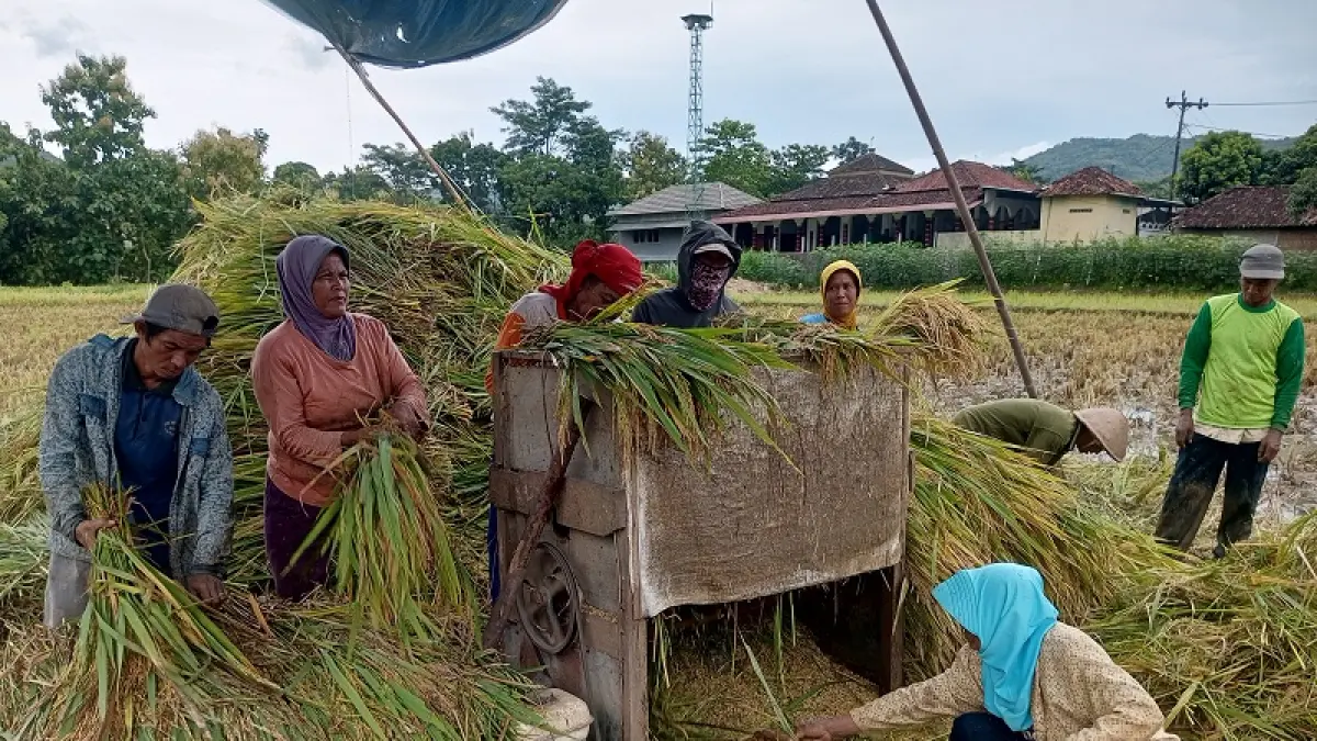 Petani di Kalurahan Hargomulyo Kapanewon Gedangsari sedang memanen padi pada pertengahan Februari lalu. (Yusuf Bastiar/Radar Jogja)