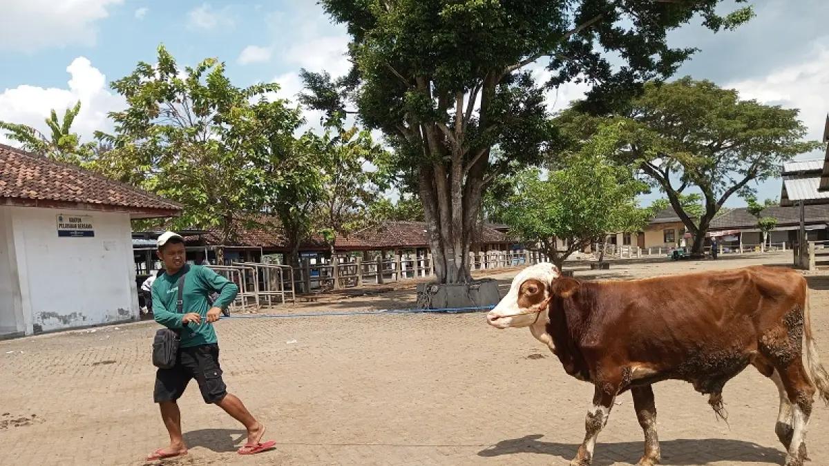 Peternakan Sapi sedang membawa ternaknya di Pasar Hewan Siyono. (Yusuf Bastiar/Radar Jogja)