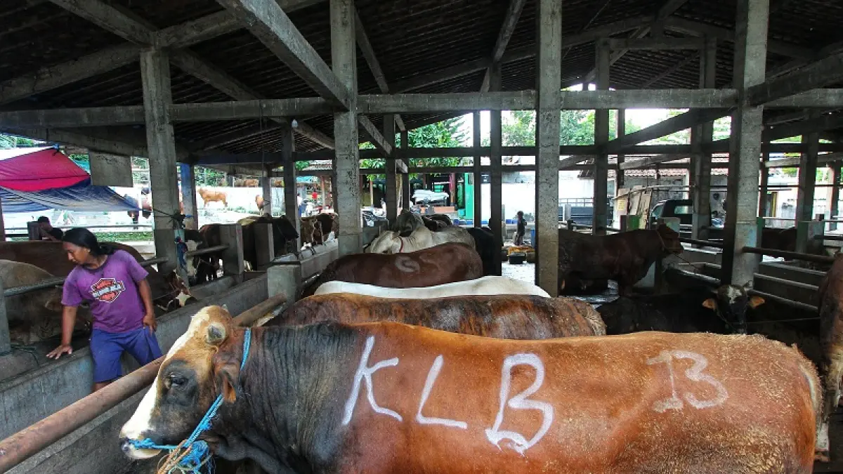 Sapi yang dijual untuk hewan kurban di UD Segar Farm, Pakuncen, Kota Jogja, Minggu (10/5/2026). (Guntur Aga Tirtana/Radar Jogja)