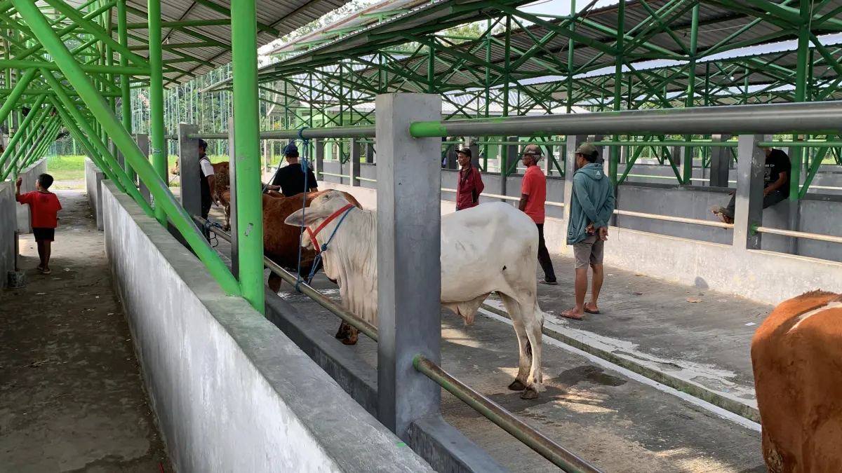 SEPI: Penjual dan Pembeli hewan kurban di Pasar Hewan Kulon Progo tak memenuhi los yang ada. (ANOM BAGASKORO/RADAR JOGJA)&nbsp;