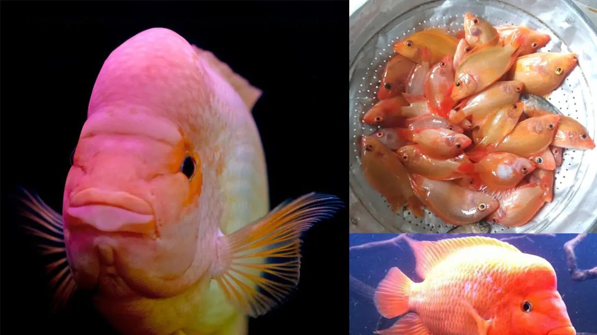 Ikan Red Devil. (Kolase Pinterest)