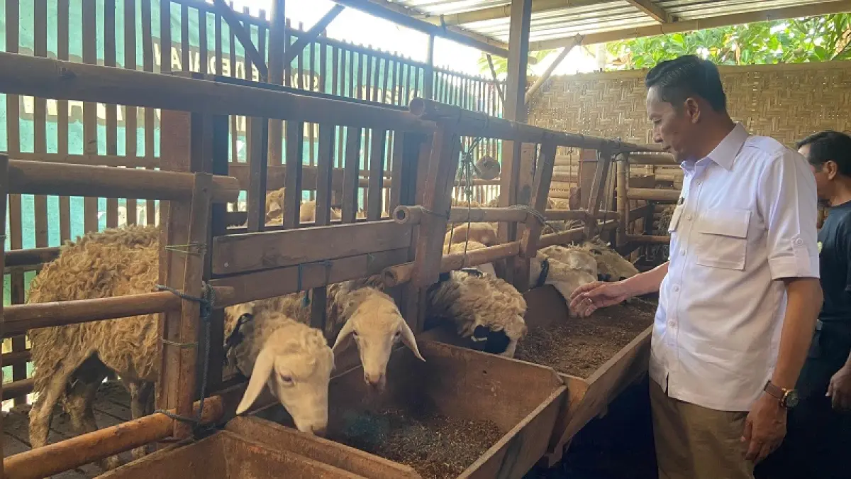 TINJAUAN: Wakil Bupati Bantul sedang meninjau peternakan hewan kurban yang ada di Sriharjo, Imogiri. Cintia&nbsp;Yuliani/Radar Jogja