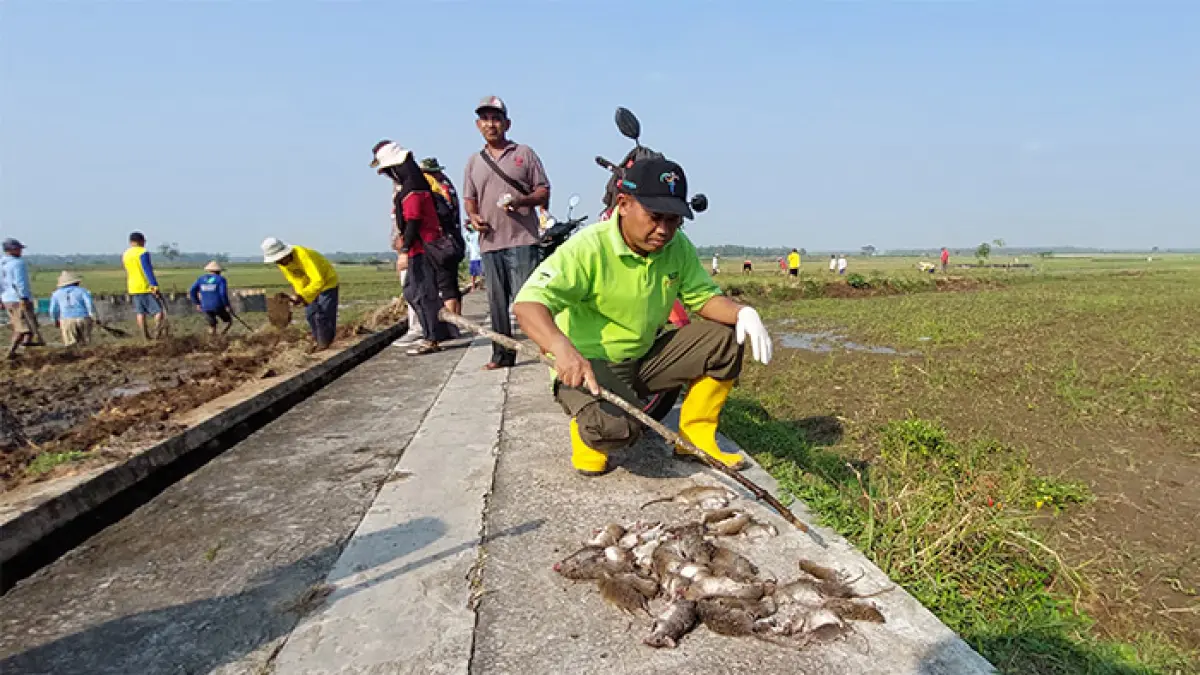 GROPYOKAN: Warga Wahyuharjo melakukan pembersihan hama tikus pada September 2025 lalu. (Anom Bagaskoro/Radar Jogja)