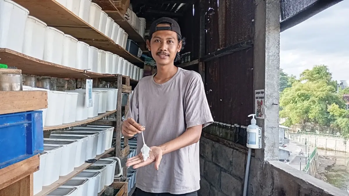 KONSISTEN: Imam Muslim saat menunjukkan tikus hasil budi daya-nya yang beralamat di Kampung Ngadimulyo, Pakuncen, Wirobrajan, Kota Jogja, Rabu (13/5/2026). IWAN NURWANTO/RADAR JOGJA

&nbsp;
