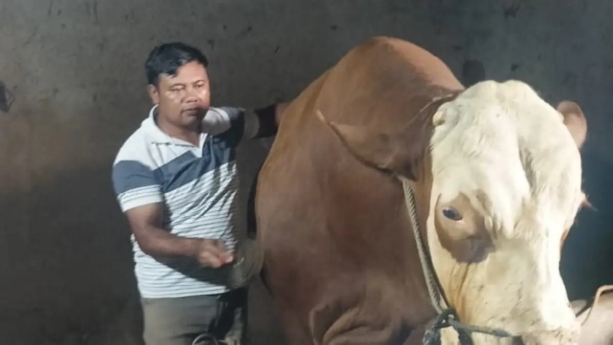 Sapi jenis simental milik Sapai terpilih dalam program banmas.