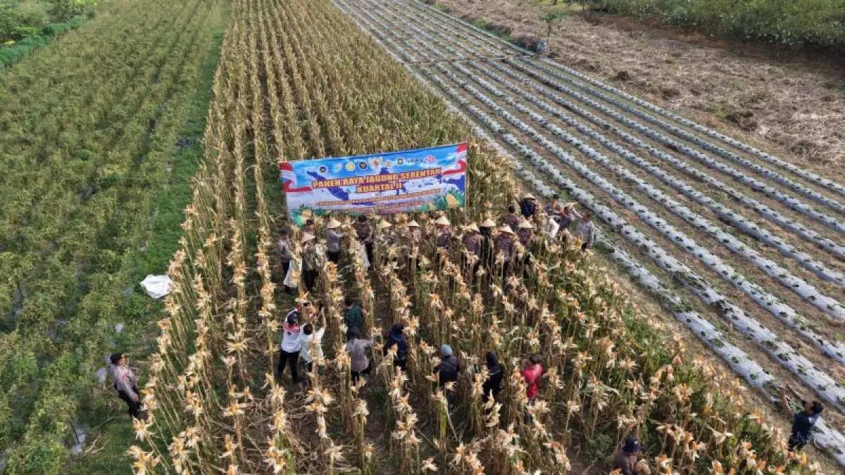 KETAHANAN PANGAN : Polres Purworejo ikut panen raya jagung serentak kuartal II di Desa Harjobinangun, Kecamatan Grabang, Sabtu (16/5). (Dokumentasi Polres Purworejo)