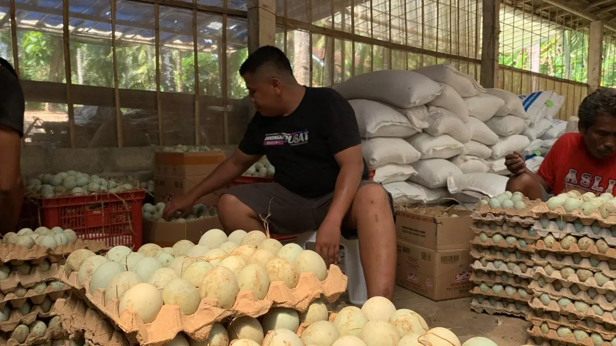 RAPI: Peterna bebek asal Panjatan menata hasil telur untuk dipasarkan - ANOM BAGASKORO/RADAR JOGJA