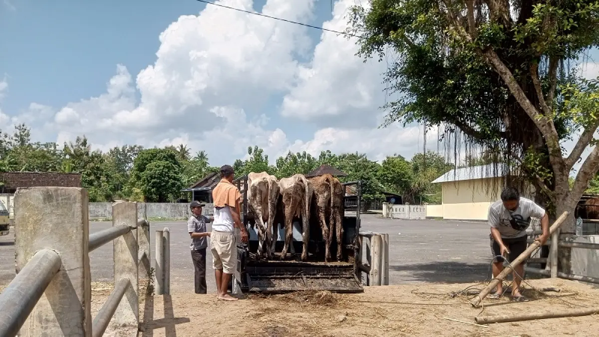 SIAP DISEMBELIH: Peternak sapi sedang membawa ternaknya di Pasar Hewan Siyonoharjo. Yusuf Bastiar/Radar Jogja


&nbsp;