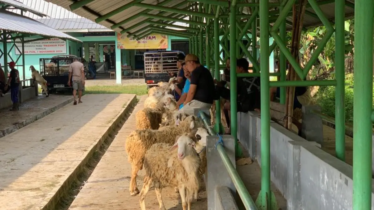 RAMAI: Aktivitas pedagang kambing di Pasar Hewan Kulon Progo. (ANOM BAGASKORO/RADAR JOGJA)