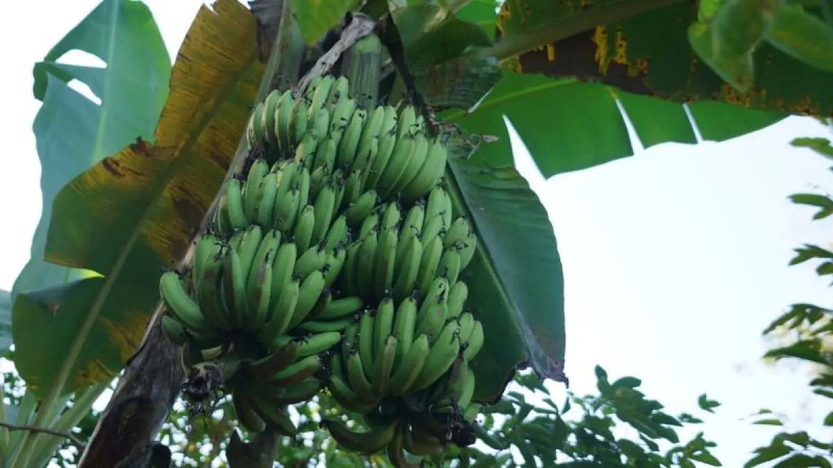 UNIK: Varietas pisang yang tahan serangan virus di Kalurahan Tancep, Ngawen. (Dokumentasi Pemkab Gunungkidul)