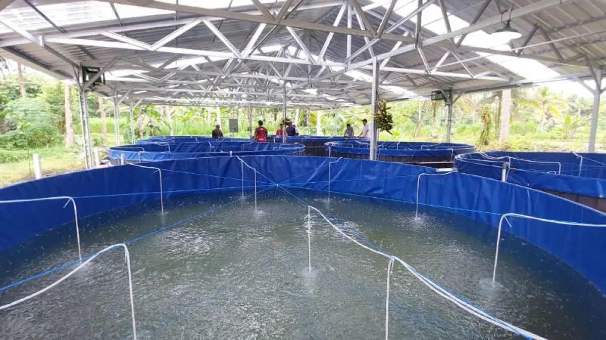 BUDIDAYA: Warga Banyuroto memelihara ikan air tawar di sarpras bantuan bioflok. (ANOM BAGASKORO/RADAR JOGJA)