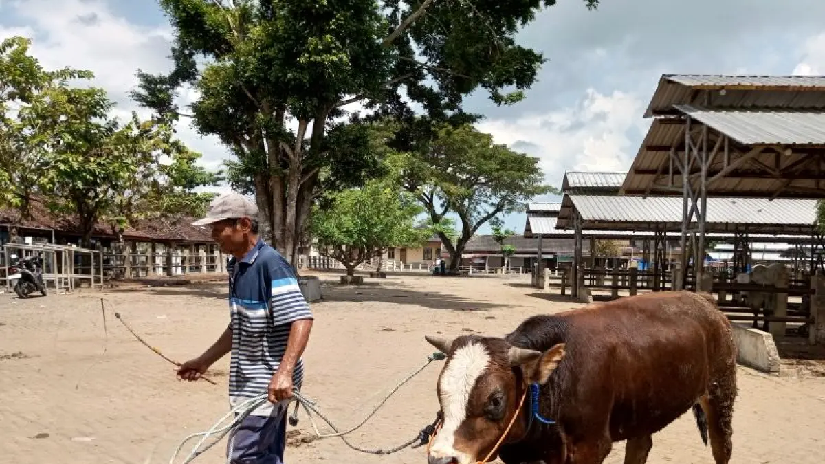 JADI JUJUKAN: Peternak di Kabupaten Gunungkidul biasa menjual sapi di Pasar Hewan Siyonoharjo. Jual beli ini masih berdasarkan hari pasaran. (Yusuf Bastiar/Radar Jogja)