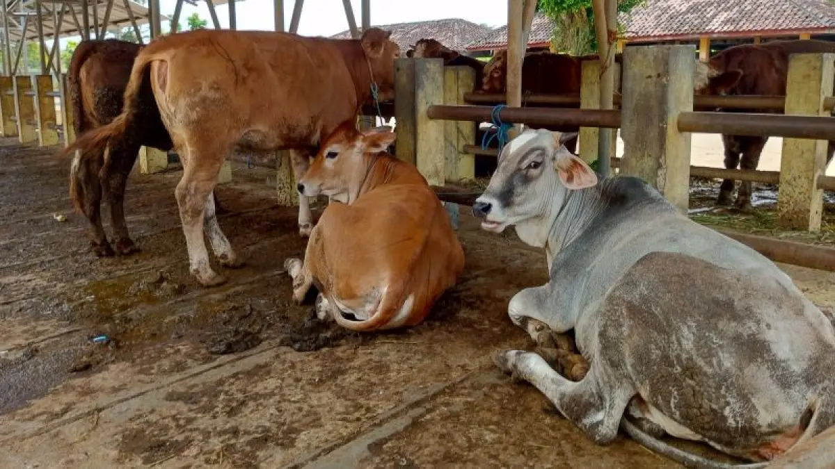 SIAP JUAL: Sapi milik peternak yang berada di tempat jogrok Pasar Hewan Siyonoharjo. (Yusuf Bastiar/Radar Jogja)