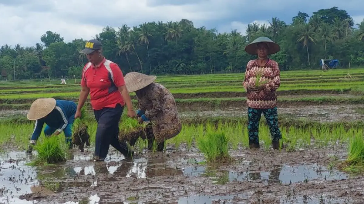 GIAT: Petani Kulon Progo menanam padi di lahan sawah. (ANOM BAGASKORO/RADAR JOGJA)