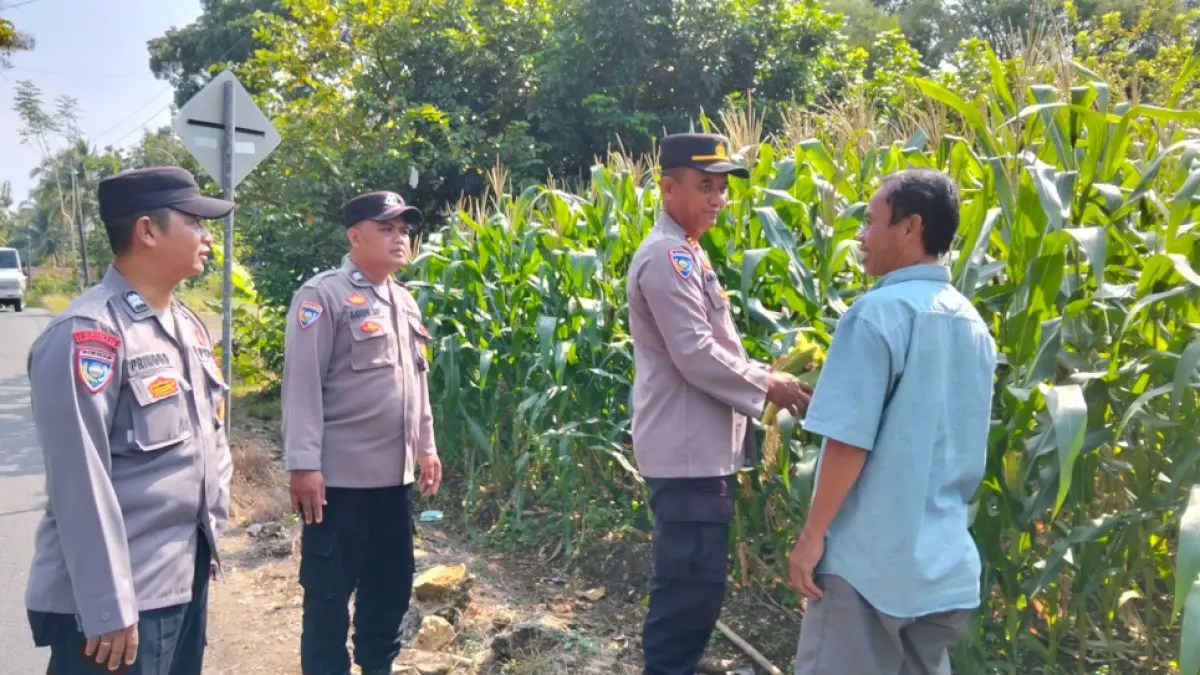 SAMBANG KAMTIBMAS: Kanit Binmas Polsek Nanggulan AKP Nanang Suherli didampingi anggota saat cek progres tanaman jagung di pekarangan rumah Tri Waluyo, Padukuhan Wareng, Donomulyo, Nanggulan. (DOKUMENTASI POLSEK NANGGULAN)