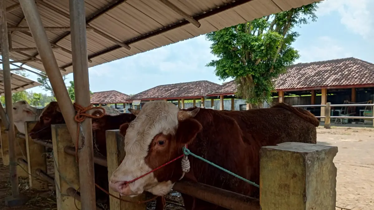 Sapi berjajar di jajakan di pasaran tradisional Pasar Hewan Siyonoharjo Kapanewon Playen Gunungkidul - Yusuf Bastiar/Radar Jogja
