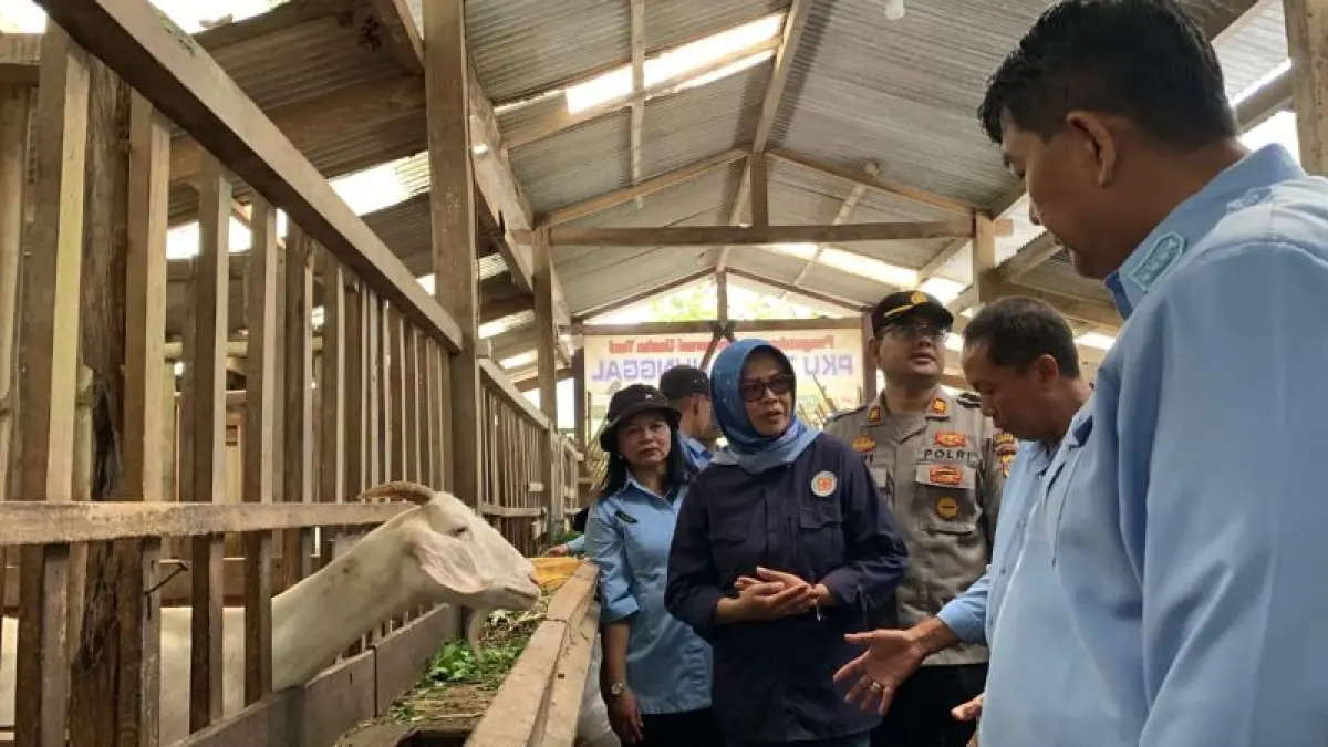 KUNJUNGAN: Bupati Kulon Progo didampingi Direktur Bumdes Pagerharjo melihat kandang domba terintegritas. (ANOM BAGASKORO/RADAR JOGJA)