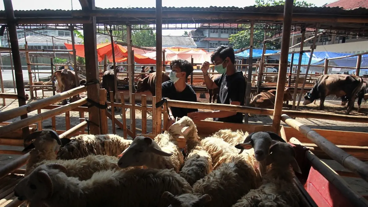 Suasana penjualan hewan kurban di kawasan Kotagede, Kota Jogja, Minggu (24/5/2026). Guntur Aga Tirtana/Radar Jogja 