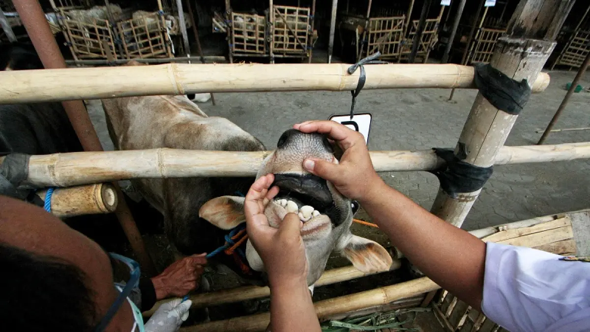 Suasana penjualan hewan kurban di kawasan Kotagede, Kota Jogja, Minggu (24/5/2026).  Guntur Aga Tirtana/Radar Jogja 