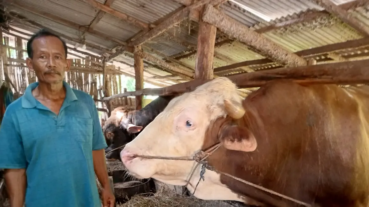Sapi berbobot mencapai 1,08 ton yang dibeli Presiden Prabowo Subianto di Gunungkidul akan didistribusikan di Padukuhan Gebang, Kalurahan Pengkol, Kapanewon Nglipar.