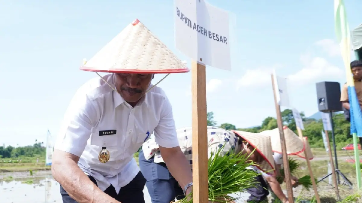 TERJUN KE SAWAH: Bupati Aceh Besar Syukri A. Jalil bersama jajaran Polbangtan Yoma dan Brigade Pangan Sabee Seujahtera saat tanam serempak, Jumat (22/5/2026). (ISTIMEWA)