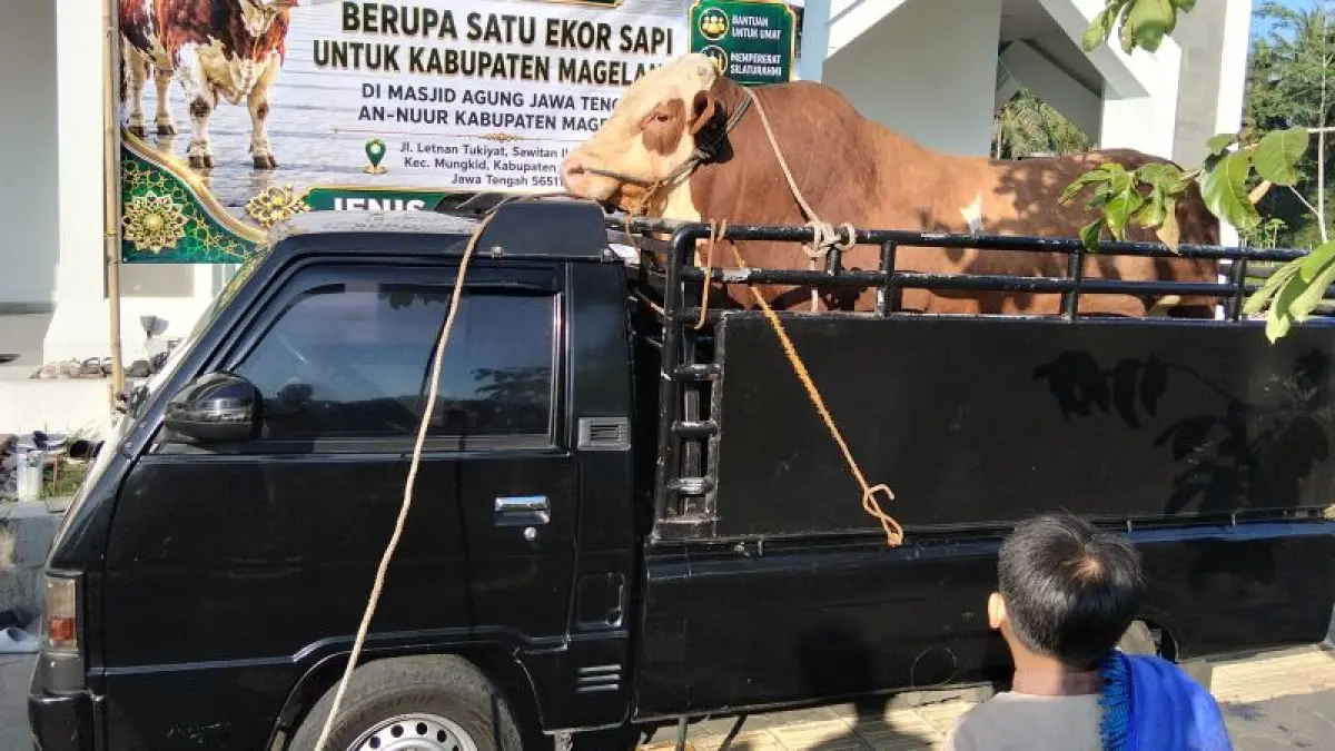 BAKAL DIPOTONG: Sapi jenis simental yang merupakan bantuan masyarakat dari presiden akan dipotong di RPH Muntilan. (NAILA NIHAYAH/RADAR JOGJA)

