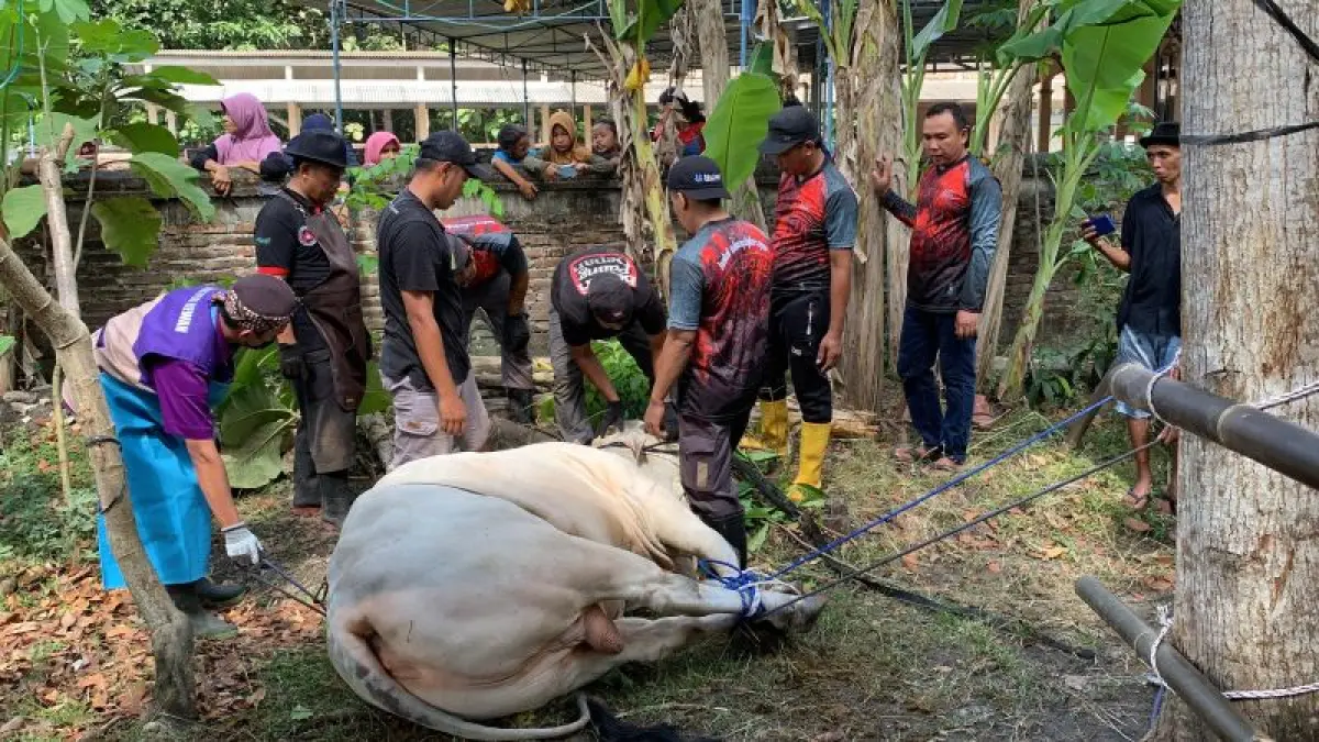 IKRAR: Juleha dibantu warga lokal merobohkan sapi berbobot 800 kilogram. (ANOM BAGASKORO/RADAR JOGJA)