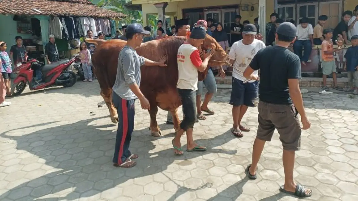 SAPI BANTUAN: Santri Pondok Pesantren Nurul Falah bersama warga menyiapkan sapi jenis limosin pemberian Presiden Prabowo Subianto untuk disembelih Rabu (27/5).&nbsp;(M Hafied/Radar Jogja)