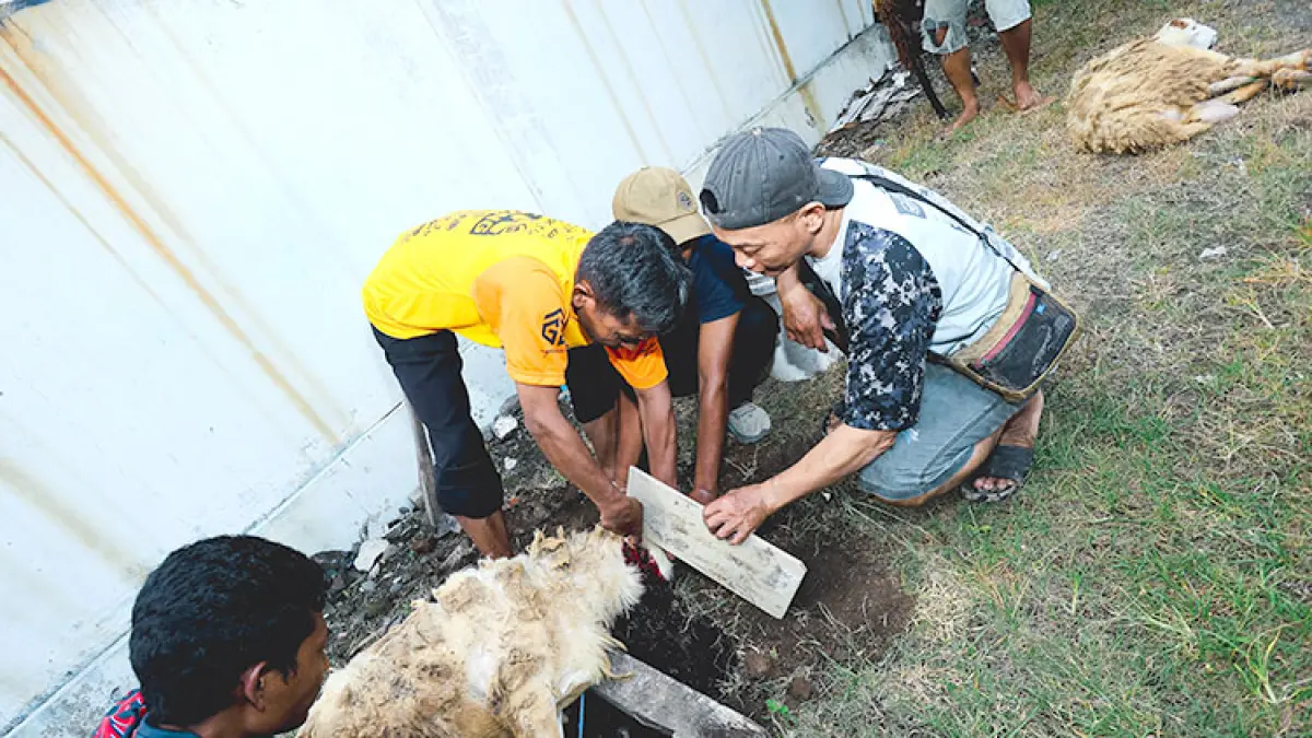 PSIM EMPATHY: Manajemen dan para suporter PSIM saat proses penyembelihan kambing di area Wisma PSIM, Kamis (28/5/2026). (Foto: Dokumentasi PSIM Jogja)
