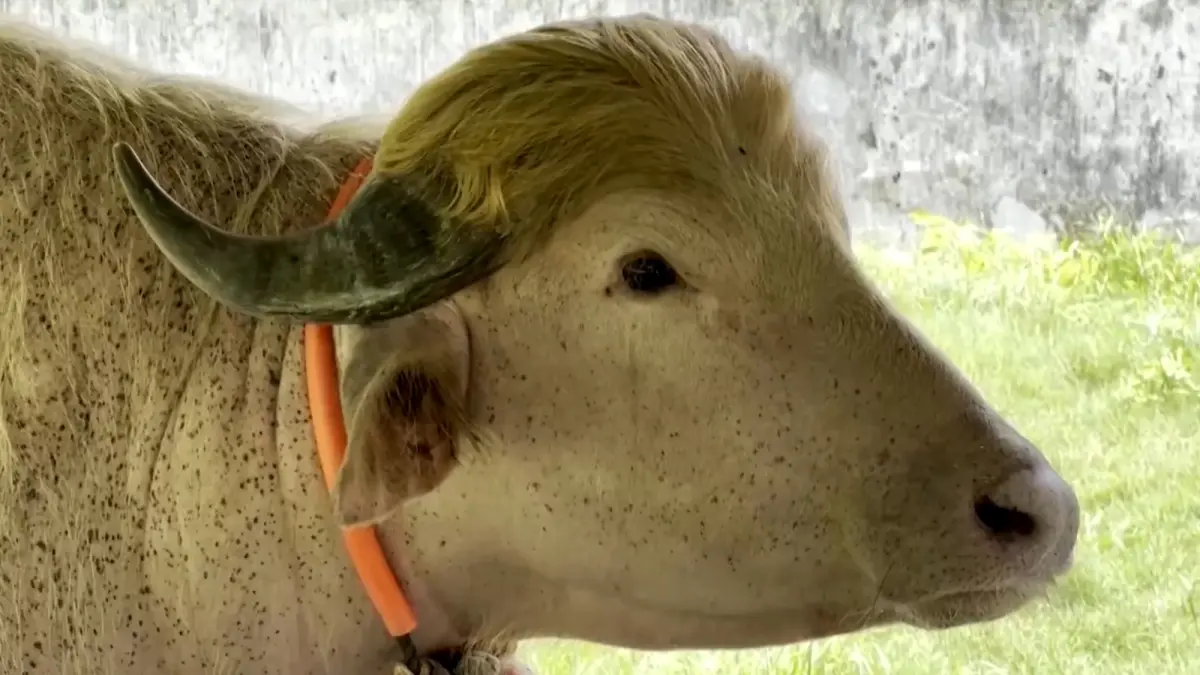  Seekor kerbau albino langka di Bangladesh yang viral karena jambul pirangnya mirip gaya rambut Presiden AS Donald Trump berhasil diselamatkan dari penyembelihan kurban Idul Adha. 