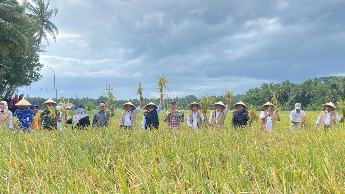 Cintia Yuliani/Radar Jogja
PANEN RAYA: Bupati Bantul Abdul Halim Muslih serta jajarannya sedang melakukan panen raya bersama Gapoktan Sari Kismo Poncosari dan YSPN di Krajan, Poncosari, Srandakan