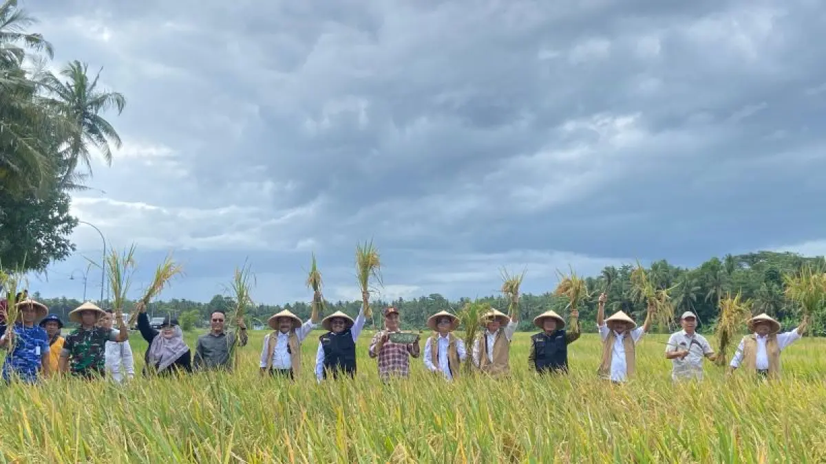 PANEN RAYA: Bupati Bantul Abdul Halim Muslih bersama Gapoktan Sari Kismo Poncosari dan YSPN di Krajan, Poncosari, Srandakan melakukan panen Sabtu (30/5). (Cintia Yuliani/Radar Jogja)