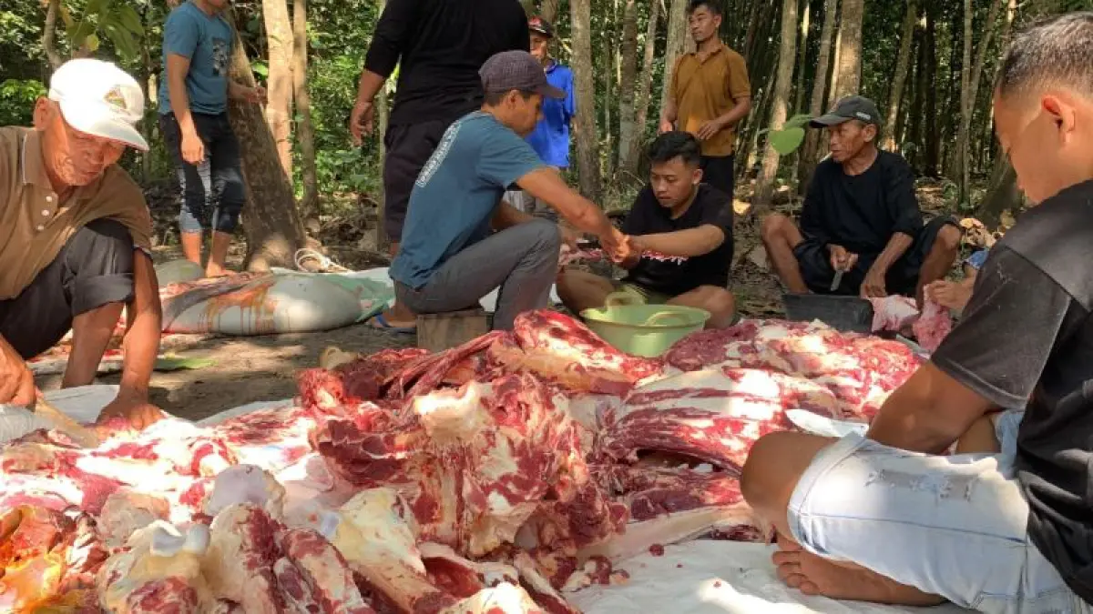 MENAKAR: Warga Ngentakrejo memisahkan daging dari tulang hewan kurban untuk ditimbang dan dibagikan ke penerima. (ANOM BAGASKORO/RADAR JOGJA)