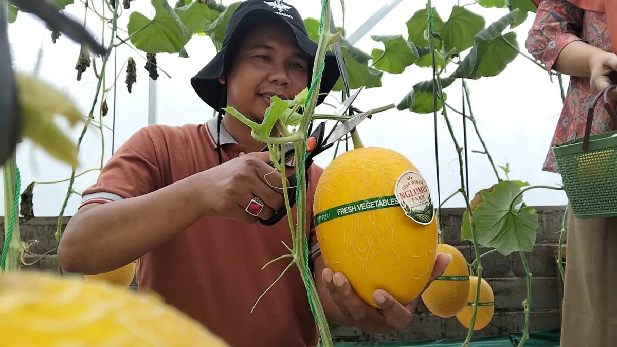 Pengunjung tampak antusias memanen melon hidroponik.