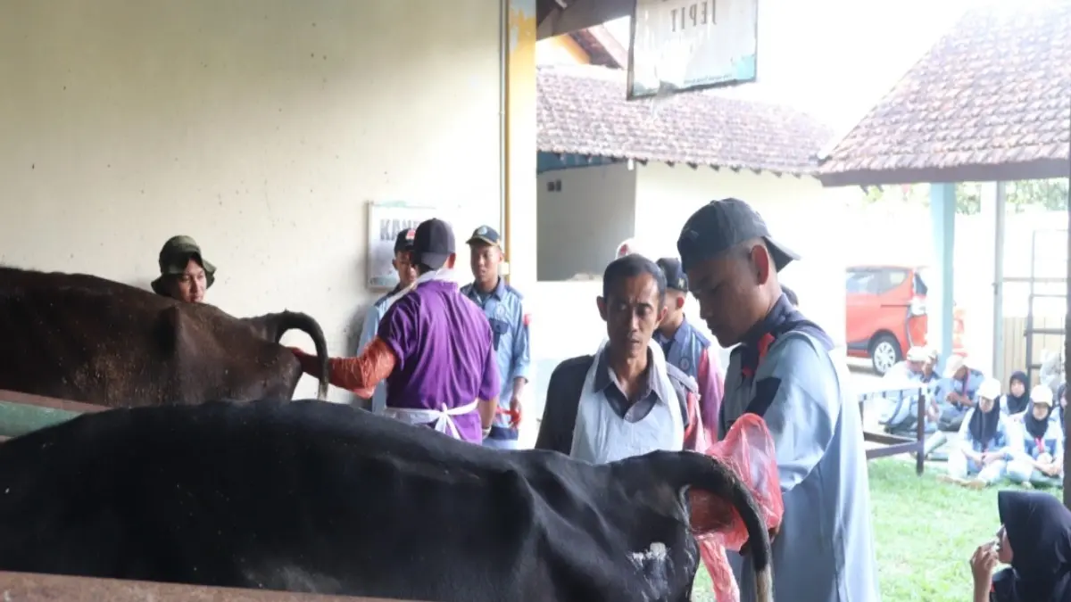 BIBIT UNGGUL: Mahasiswa Polbangtan Yoma Program Studi Teknologi Produksi Ternak menjalani bimtek inseminasi buatan di kampus Tegalrejo. (ISTIMEWA)